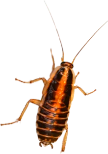 Barata